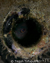 A peeping fish from the mouth of a sunken bottle, I found... by Teguh Tirtaputra 